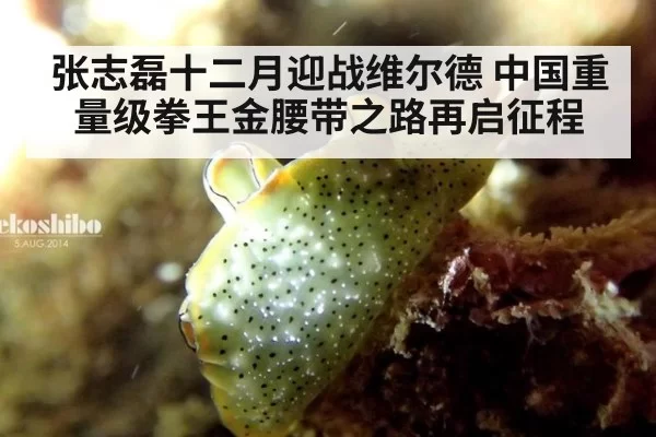 张志磊十二月迎战维尔德 中国重量级拳王金腰带之路再启征程